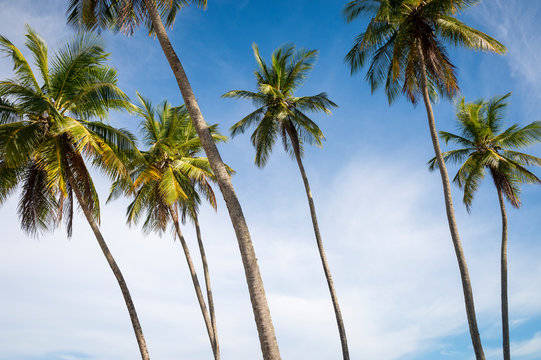 Scenic tropical background of tall palm trees soaring into bright blue tropical sky backlit by the sun