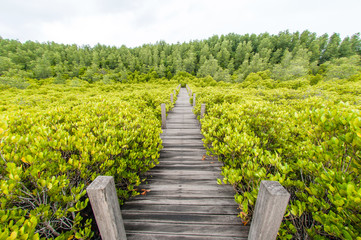 Walkway wood texture a natural The road is green.
