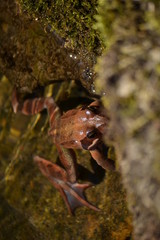 Rana en el agua
