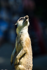 Meerkat (Surikate)