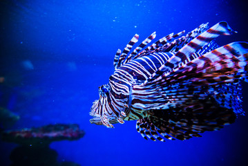 Wonderful and beautiful underwater world with corals and tropical fish.