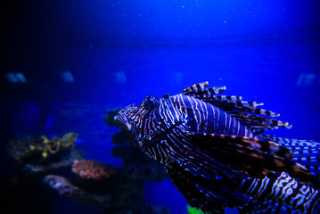 Wonderful and beautiful underwater world with corals and tropical fish.