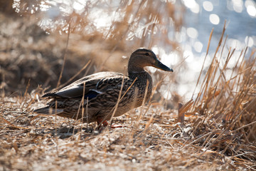 Duck Decoy Wine