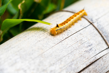 Caterpillar of moths crawling on bamboo