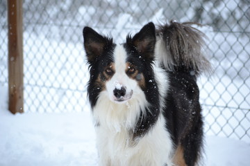 Perro en la nieve