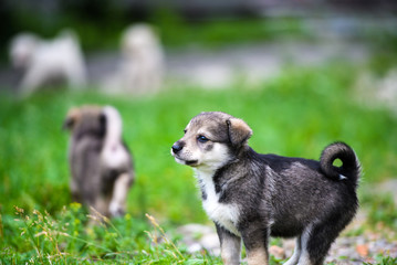 Cute puppy on green grass