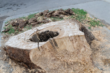 Old wooden stump with a hole in the middle. Sawn wooden stumps are on the ground