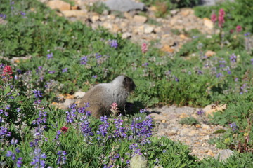 marmot in grass