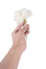 Flower hand white rose isolated over white background