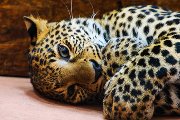 leopard, close-up photo
