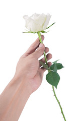 Flower hand white rose isolated over white background