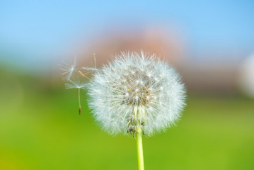 Dandelion seeds in the morning sunlight blowing away across a fresh green background