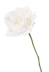 white rose isolated over white background