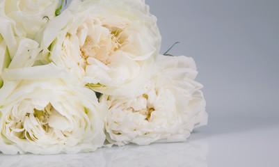 white rose isolated over gray background