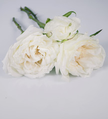 white rose isolated over gray background