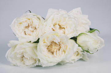 Obraz na płótnie Canvas white rose isolated over gray background