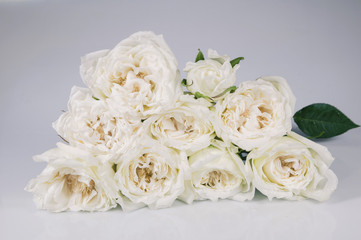 Obraz na płótnie Canvas white rose isolated over gray background