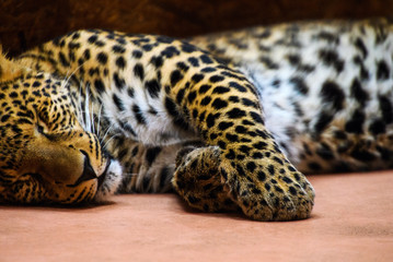 Naklejka premium sleeping leopard