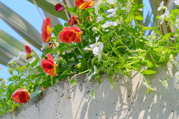 flowers in the garden