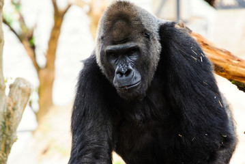 Obraz premium Gorilla