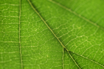 macro leaf green nature background