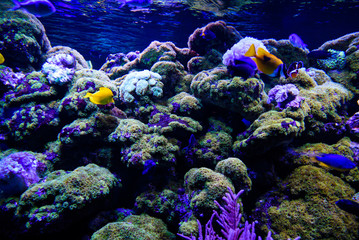 Wonderful and beautiful underwater world with corals and tropical fish.
