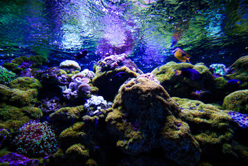 Wonderful and beautiful underwater world with corals and tropical fish.