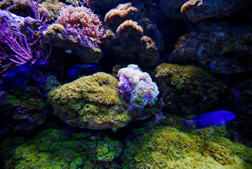Plakat Wonderful and beautiful underwater world with corals and tropical fish.