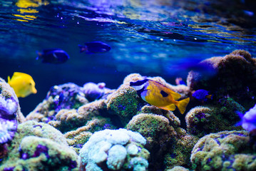 Wonderful and beautiful underwater world with corals and tropical fish.