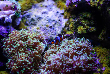 Wonderful and beautiful underwater world with corals and tropical fish.