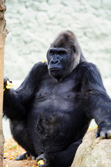 Fototapeta premium Gorilla