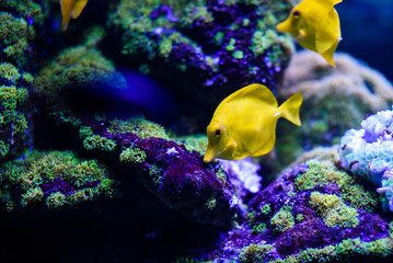 Wonderful and beautiful underwater world with corals and tropical fish.