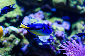 Wonderful and beautiful underwater world with corals and tropical fish.