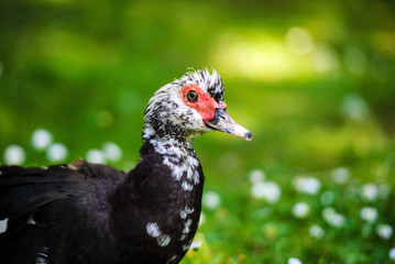 Duck on a green meadow=