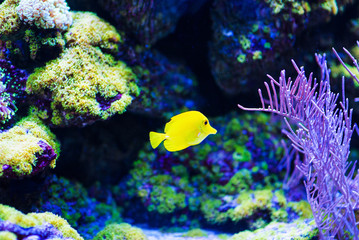 Wonderful and beautiful underwater world with corals and tropical fish.