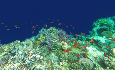 fish and beautiful coral reef
