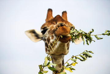 Naklejka premium Portrait of a curious giraffe