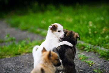 Cute puppy on green grass