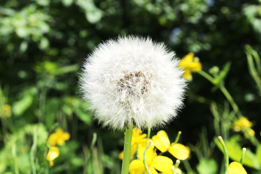 Macro Photo of nature white flowers blooming dandelion. Background blooming bush of white fluffy dandelions. Flowers in the forest