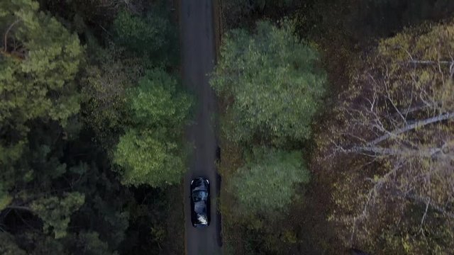 Aerial; drone footage of black car moving on the road through the autumn forest; view from above of green pine and yellow birch trees crones; cloudy sunset; autumn evening in Ural; travelling
