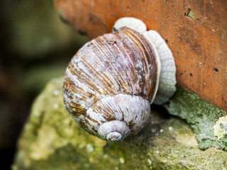 The grape snail hide in its shell