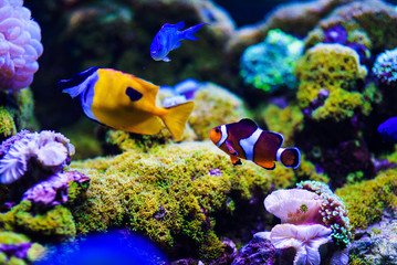 Wonderful and beautiful underwater world with corals and tropical fish.