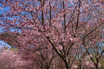 Obraz na płótnie Canvas Sakura trees