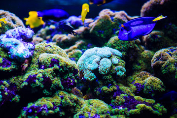 Naklejka na ściany i meble Wonderful and beautiful underwater world with corals and tropical fish.