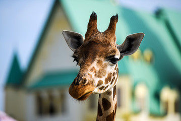 Portrait of a giraffe