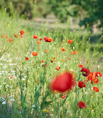 blooming red poppy in a field on a spring afternoon