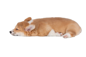 Cute smiling Pembroke Welsh Corgi puppy sleeping on white isolated background