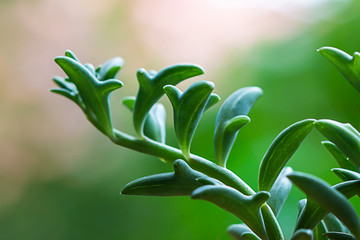 Dolphin Succulents plant (Senecio peregrinus) Dolphin necklace.