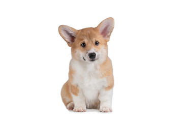 Cute smiling Pembroke pup Welsh Corgi sits on white isolated background