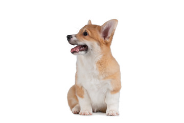 Cute smiling Pembroke pup Welsh Corgi sits on white isolated background